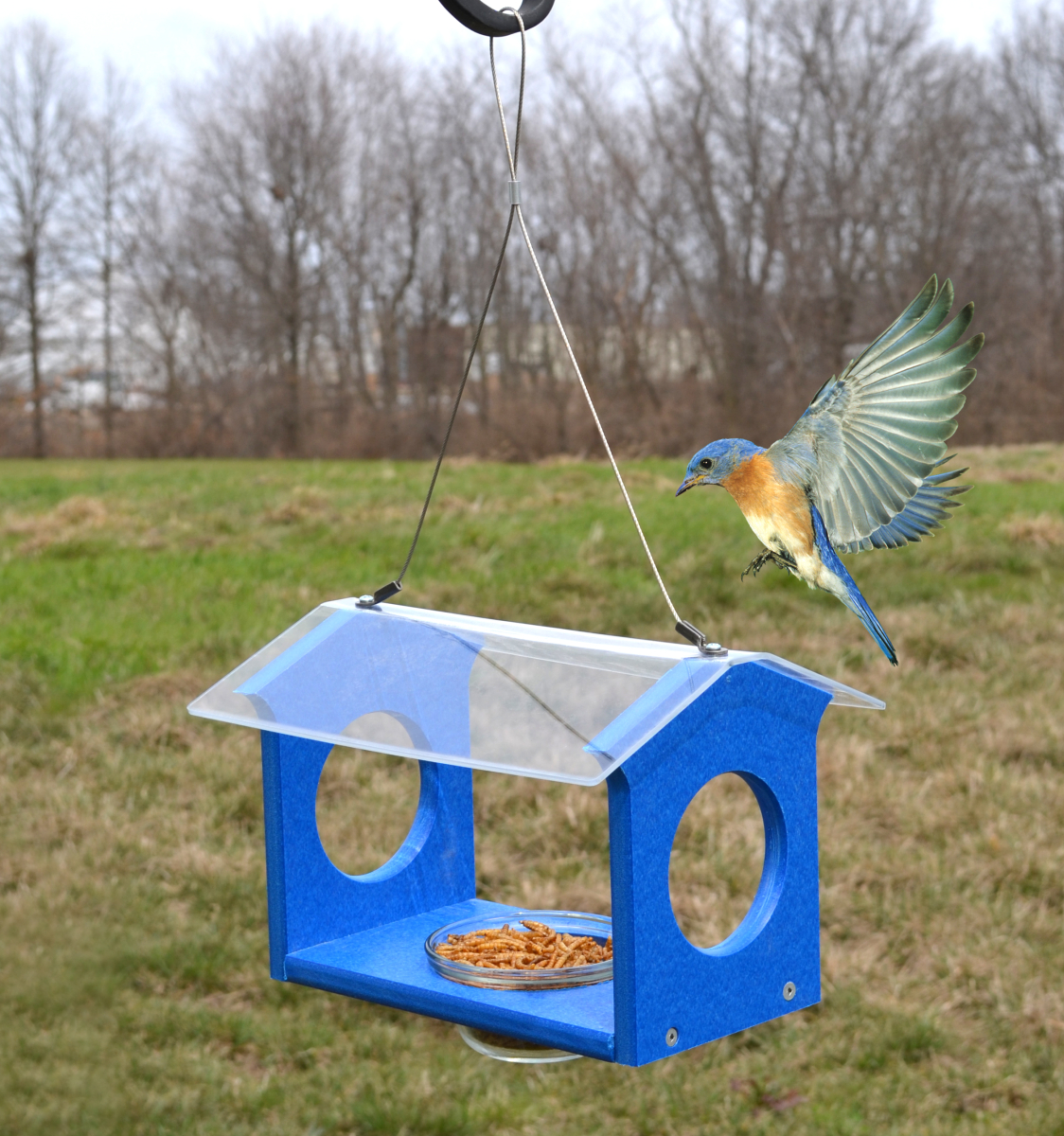 Recycled Plastic Bluebird Canteen Feeder